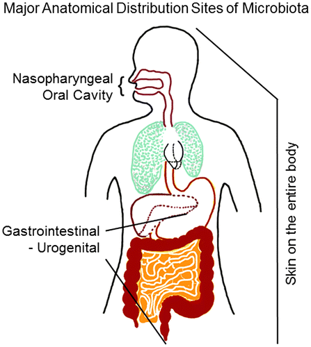 The Oral Microbiome and Gut Microbiome Epithelial Connection