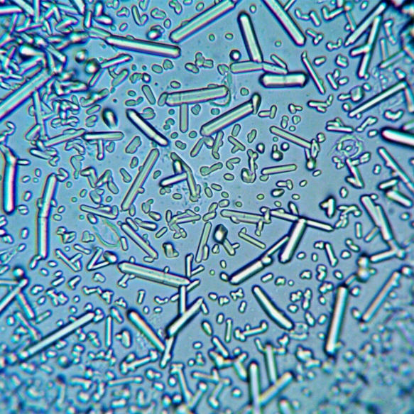 Lactobacillus reuteri